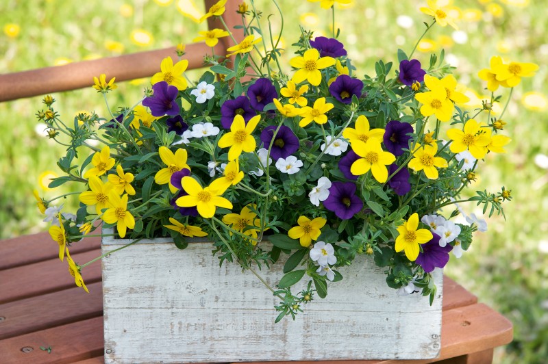  Bidens Bacopa
